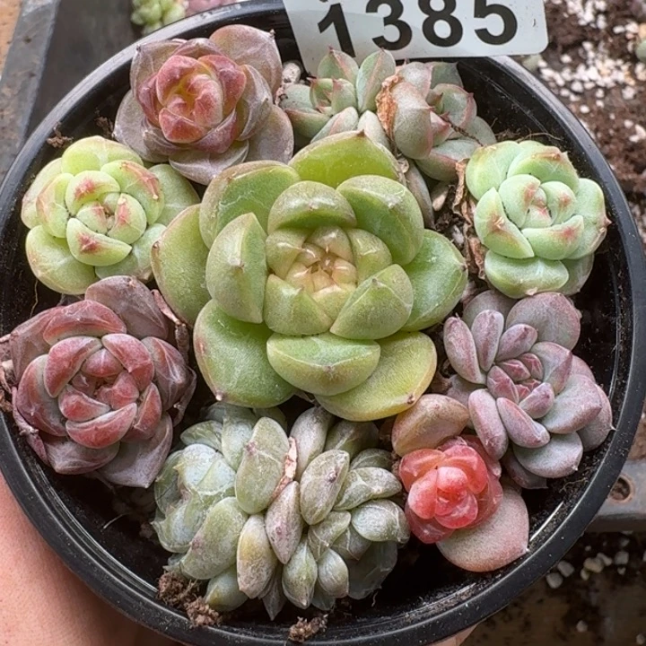 无花朵多肉植物多肉植物