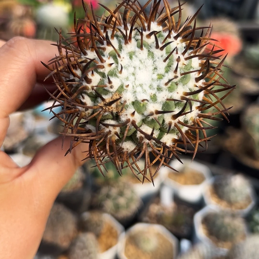 彗星殿仙人球11111111