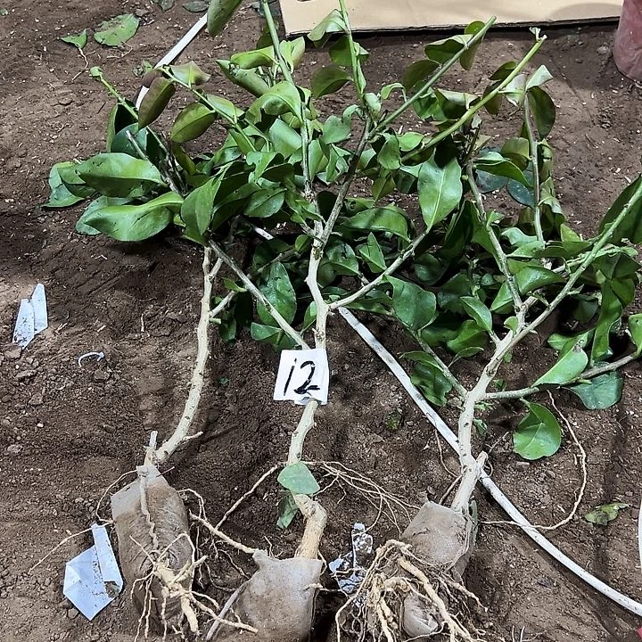 30公分左右树型叶仙三颗编号12