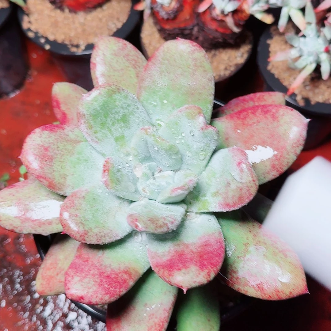 6472匍匐拇指多肉