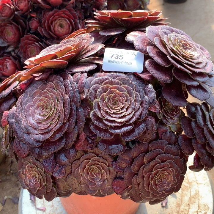 735黑萝莉多肉植物特价不售后