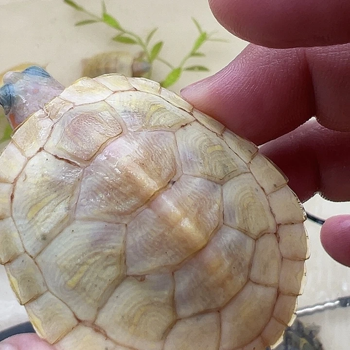 绿毛龟母巴西龟1111