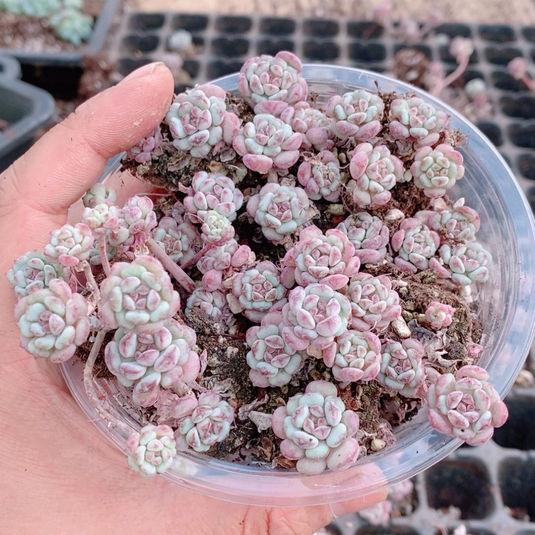 多肉植物精品切糕B319