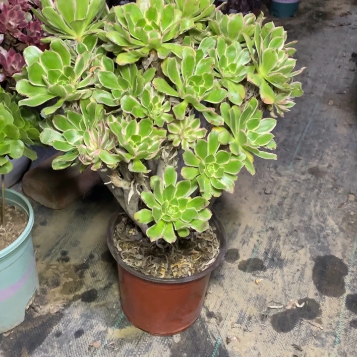 56大叶多肉多肉植物多肉