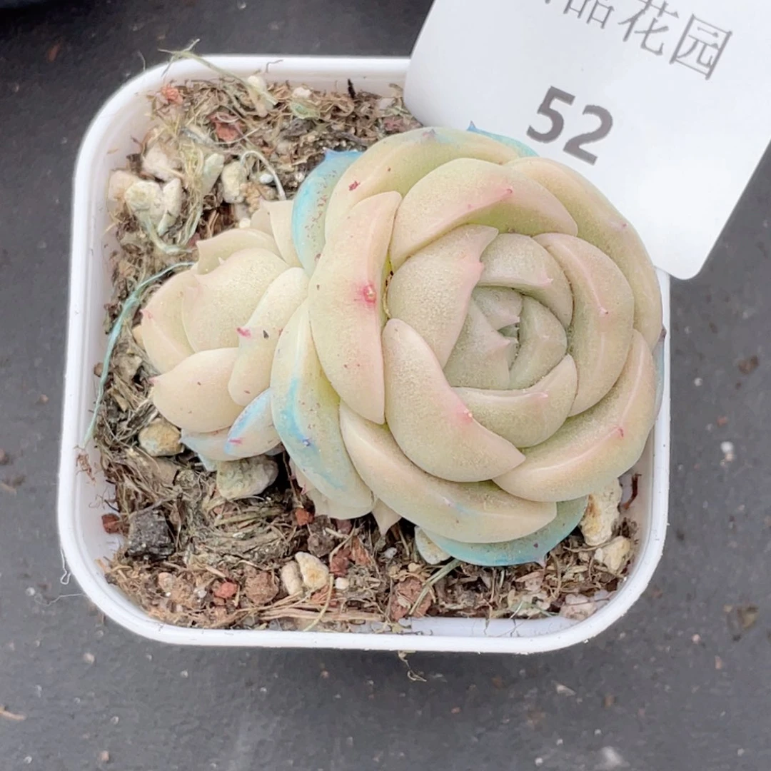 会****年52号糖心冰心珍妮