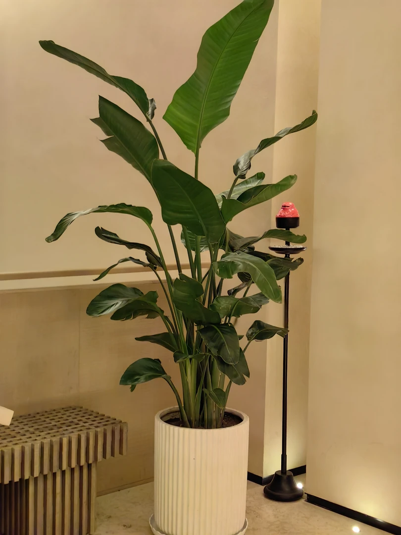 天堂鸟无锡花店送花上门乔迁开业礼物 花语大展宏图