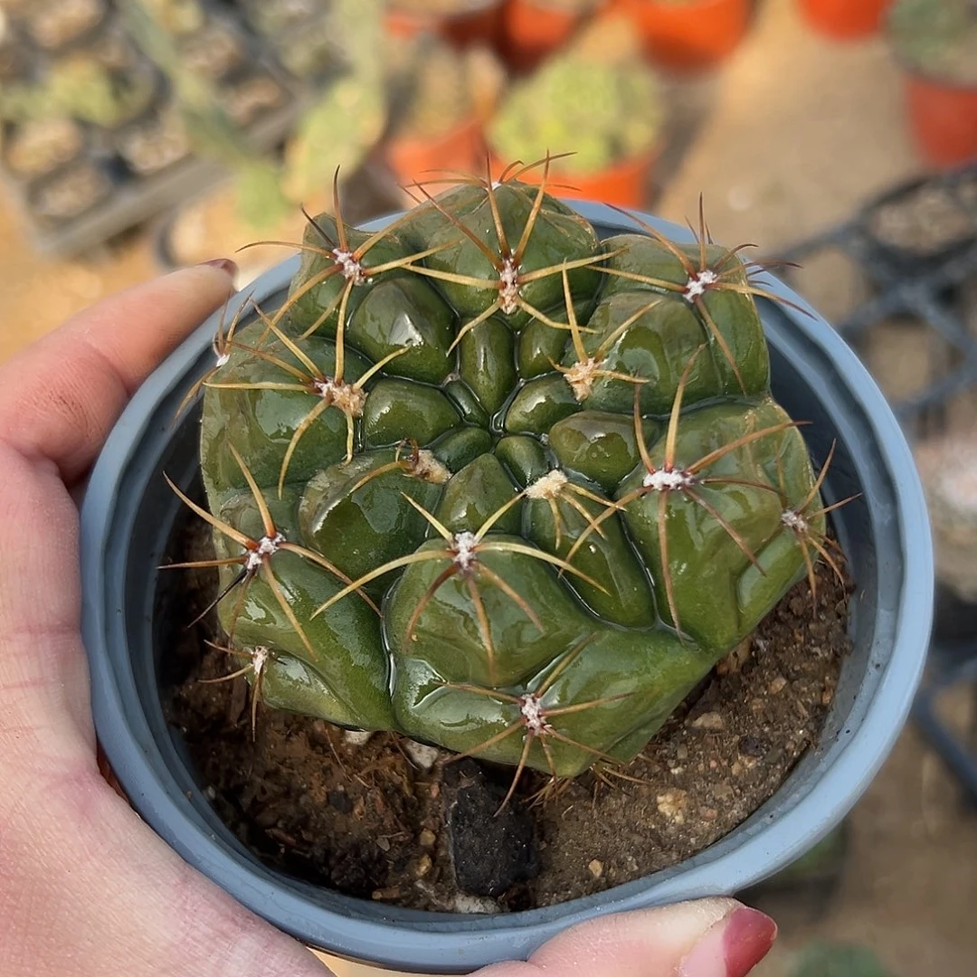 多肉植物海王球球