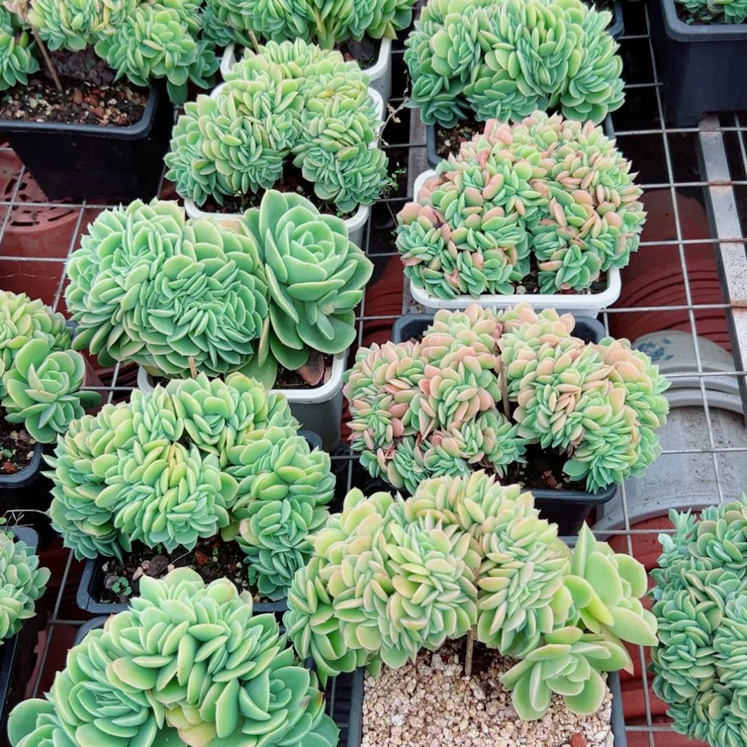 精品多肉植物老桩随机发一棵星娜塔缀