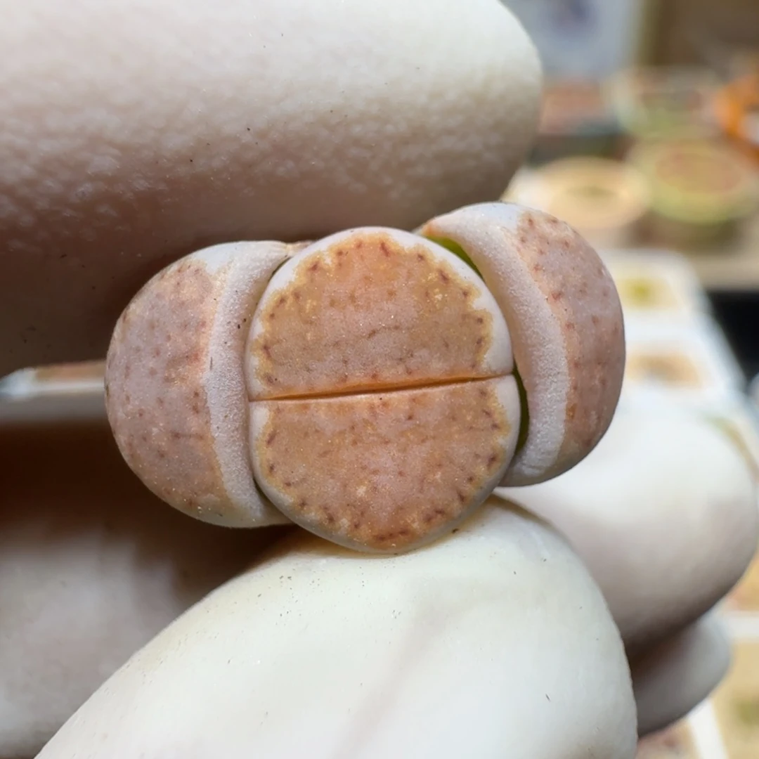 十**星0304:07饼干编号218