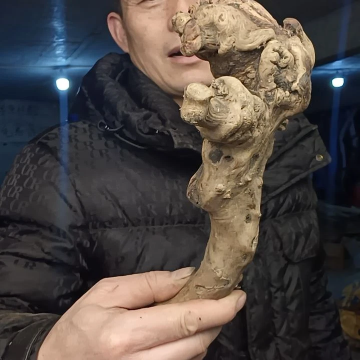 稳定木莲****心贵州檬子木   铁马鞭   根艺  半成品