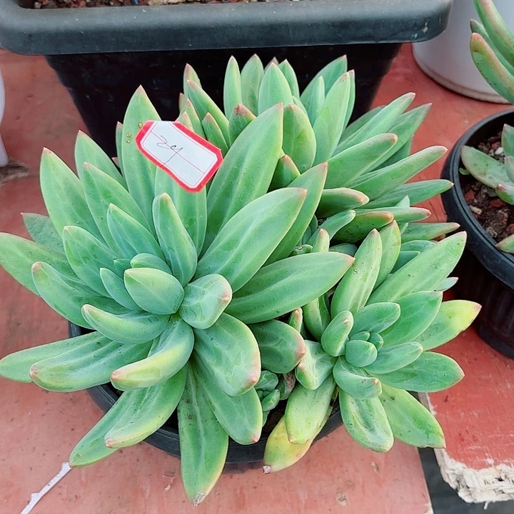 一物一拍多肉植物海洋之歌号