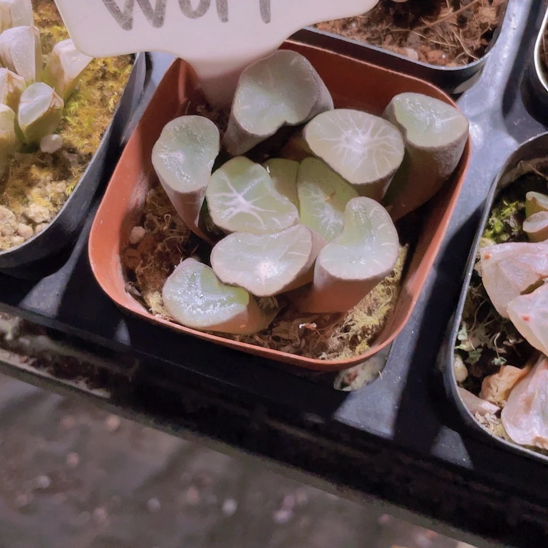 f****卷万象w017一物一拍