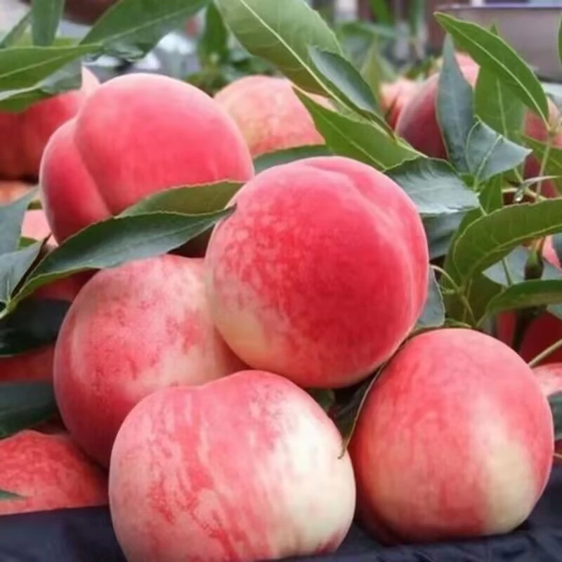水蜜桃正宗桃子新鲜应季水果采摘坏果包赔