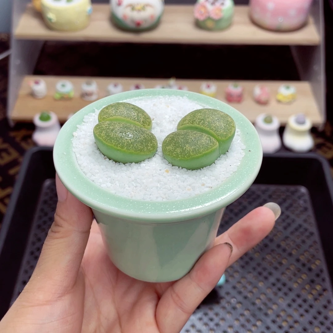 w7059 带盆土发货一物一拍