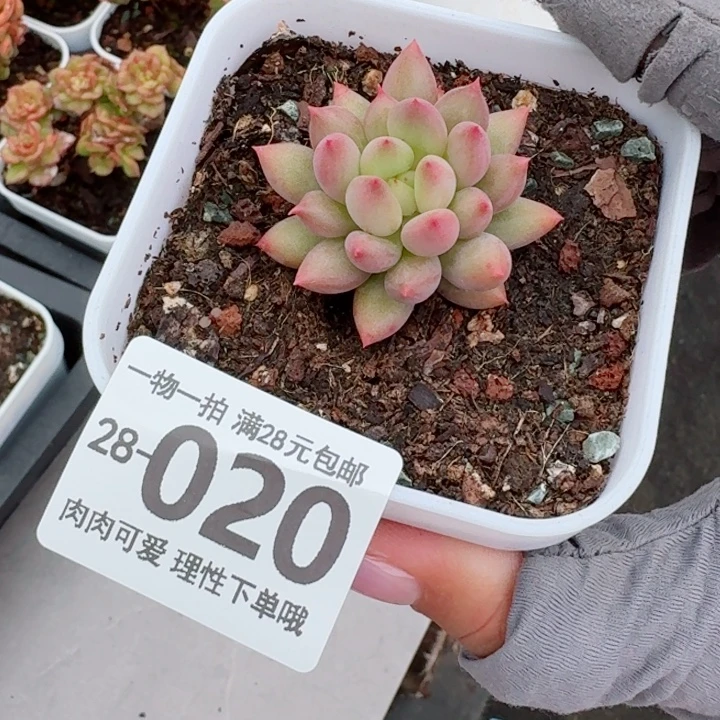 虞美人多肉无盆土发货无