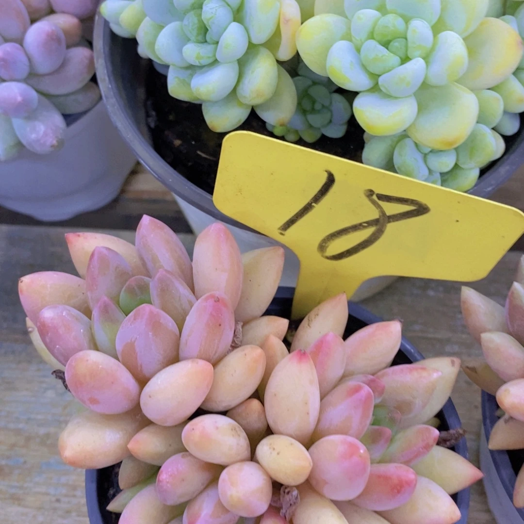 8.8晚上，秋天的第一颗多肉