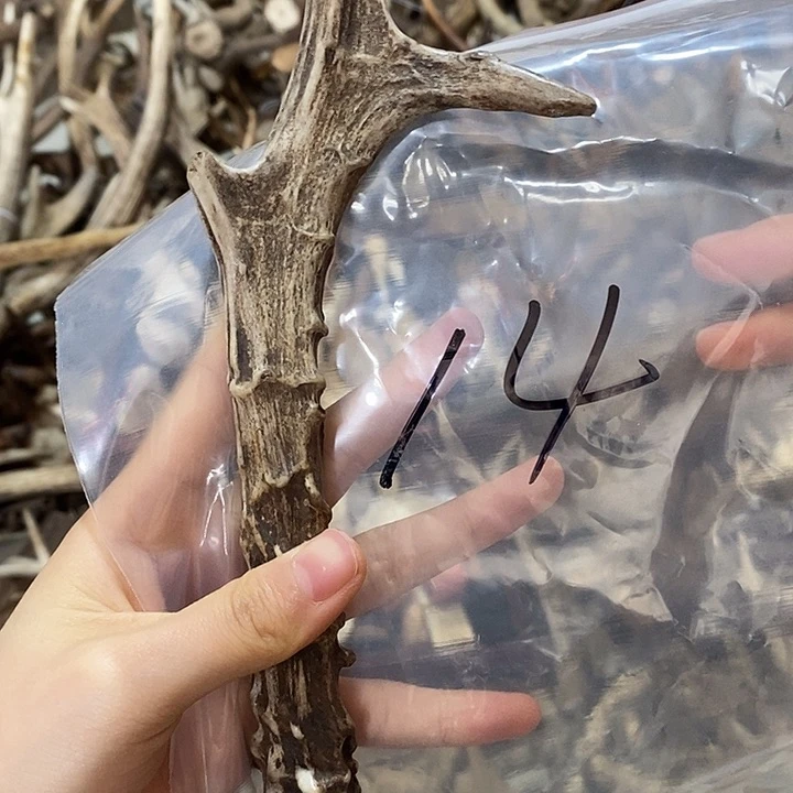 鹿鹿角鹿角鹿角鹿角鹿