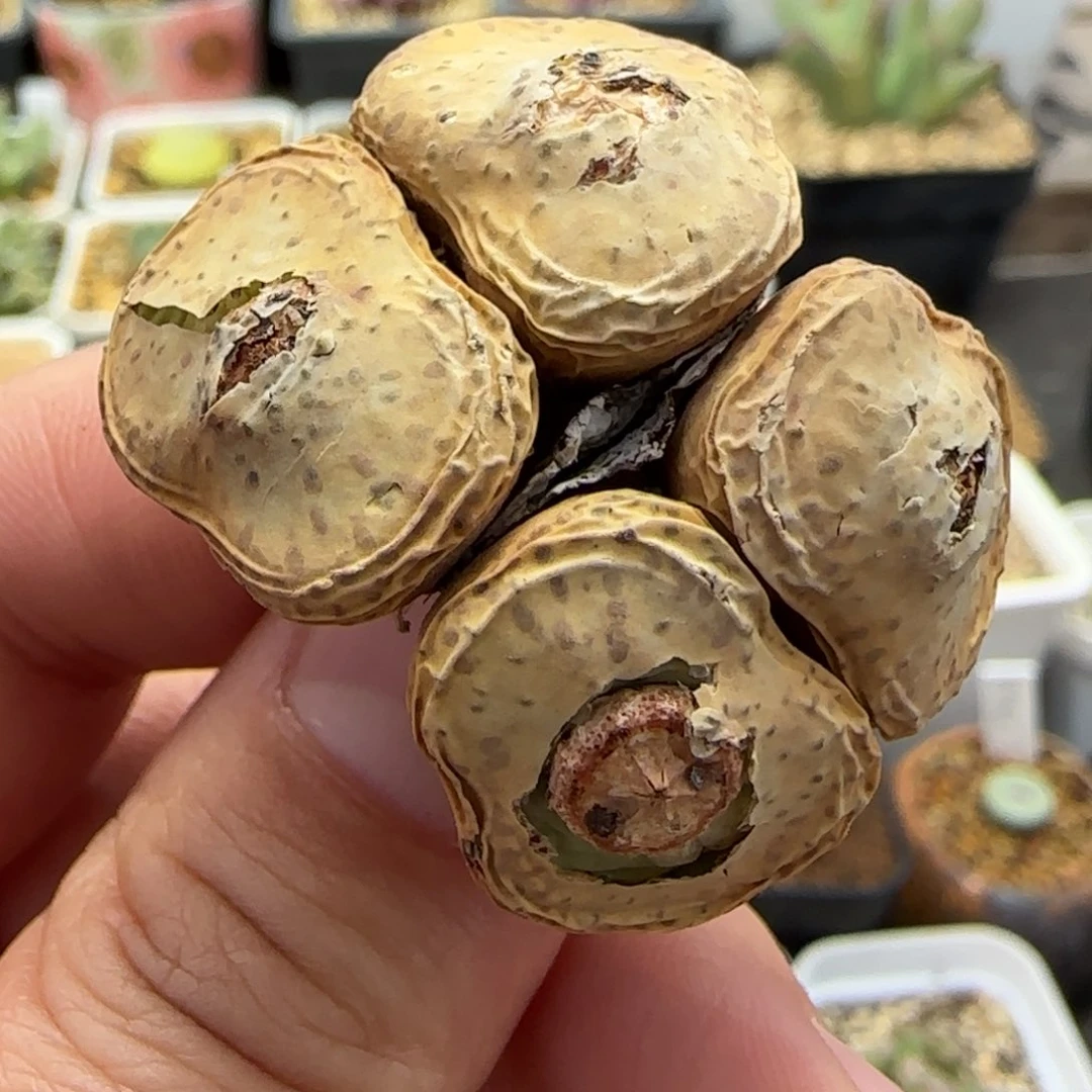 1.26多肉大型嘟嘟嘴一颗22号