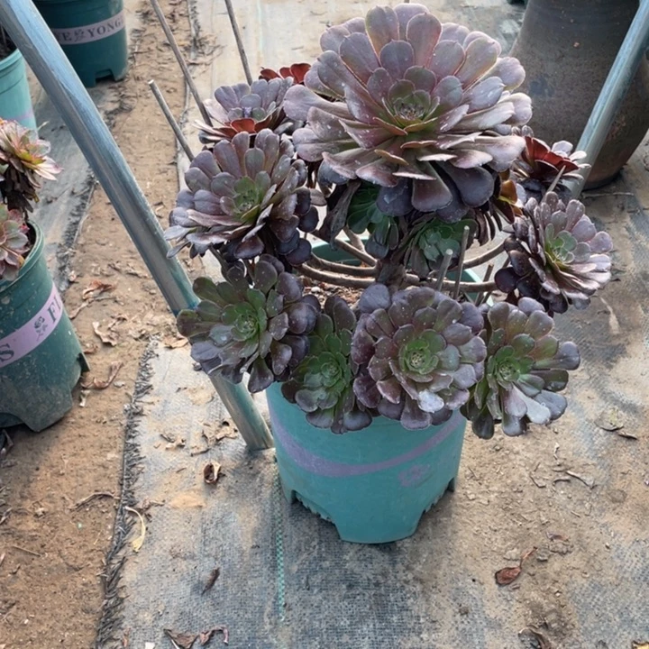 37黑萝莉多肉植物多肉植物