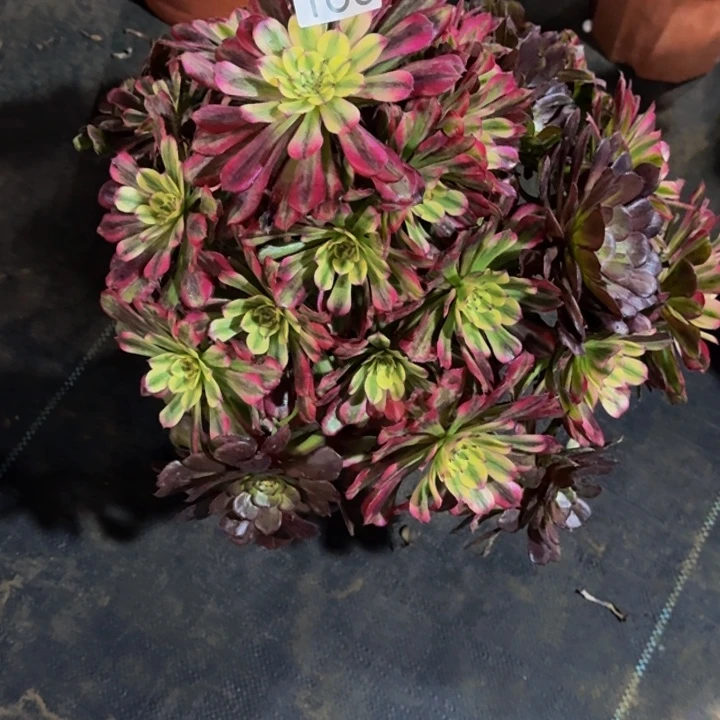 00000000183月蝉多肉植物