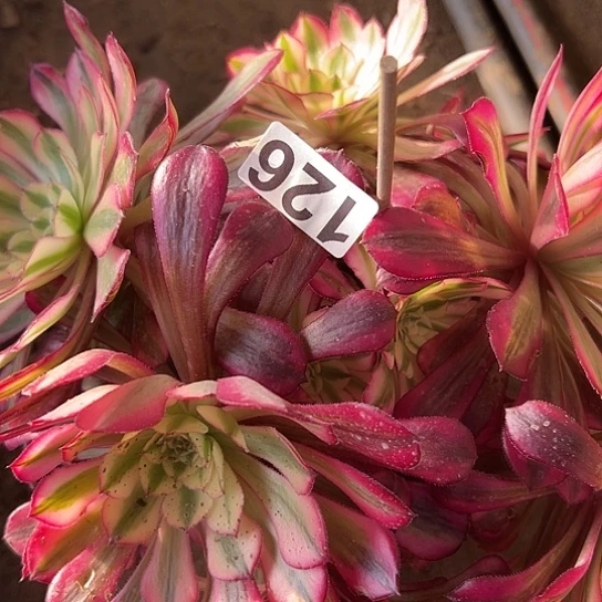 萍****4多肉植物一个