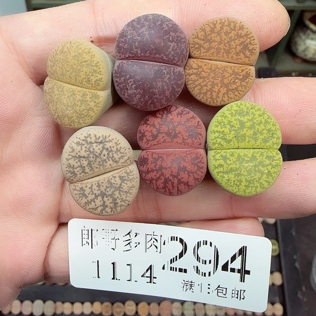 满满18包邮1114-294