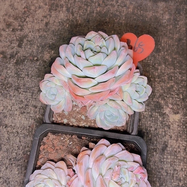 用****杨冰玉一物一拍B65