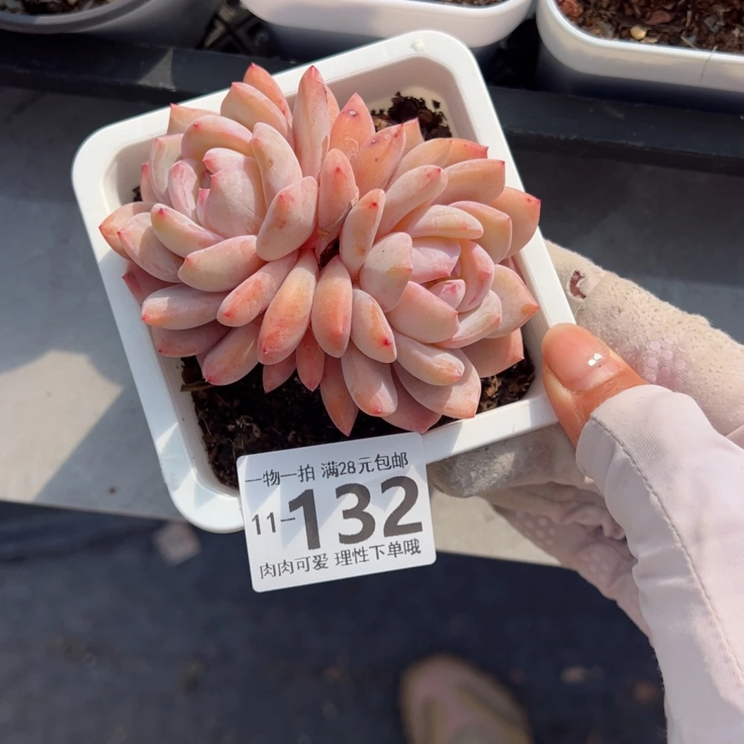 橙梦露多肉多肉多肉多肉