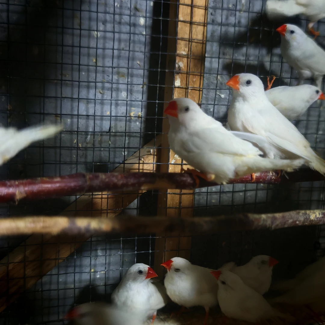 灰色+白色+驼色珍珠鸟，斑胸草雀，活体宠物鸟