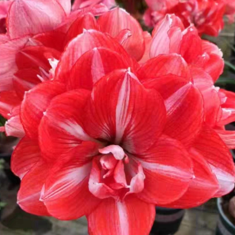 重瓣朱顶红双闪四季开花庭院阳台室内外盆栽花卉好养活