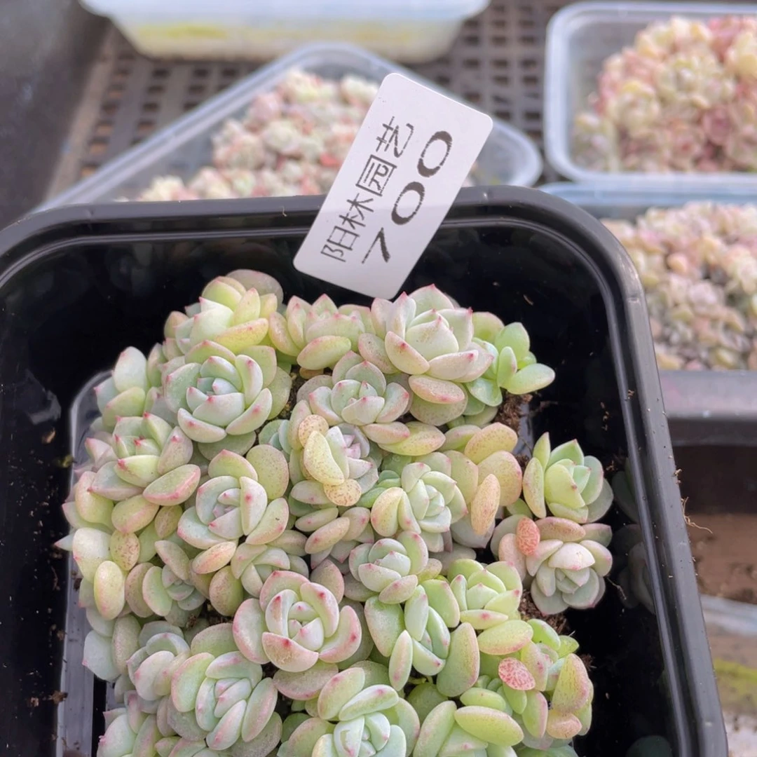 多肉植物多肉植物700