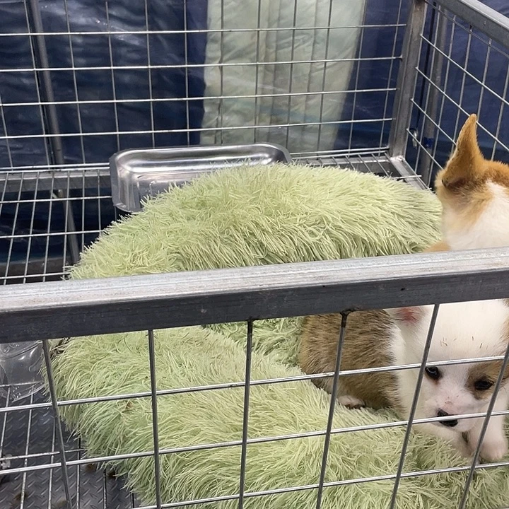 柯基300来了来了来了