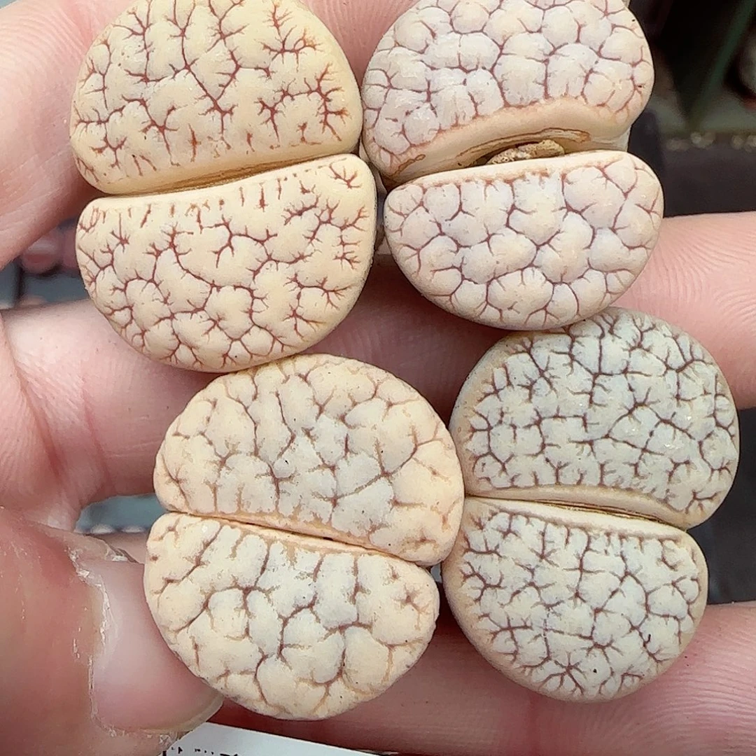 满满18包邮1222-221