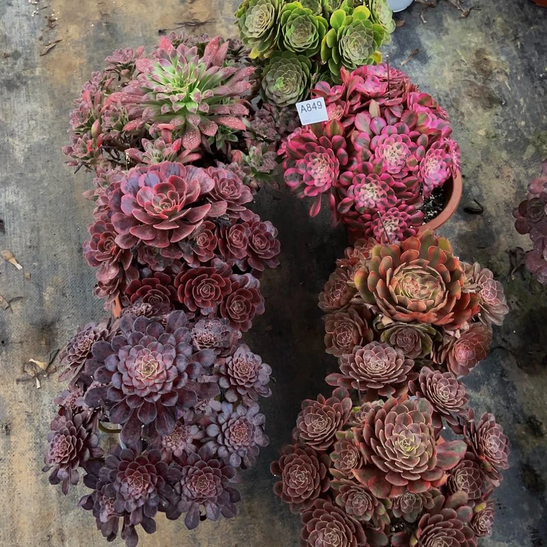 当前无花朵，栽培后可花朵发师多肉植物七颗849