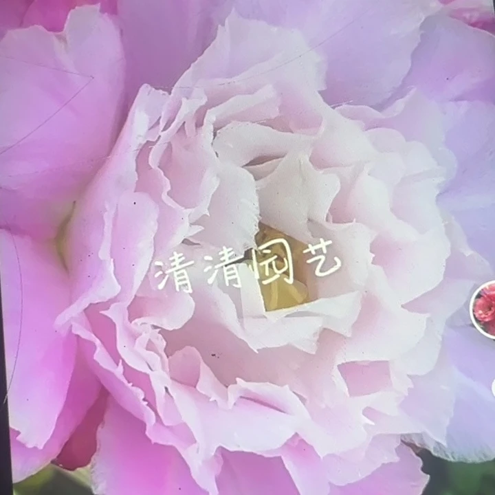 清清3-514根瑕疵黑点