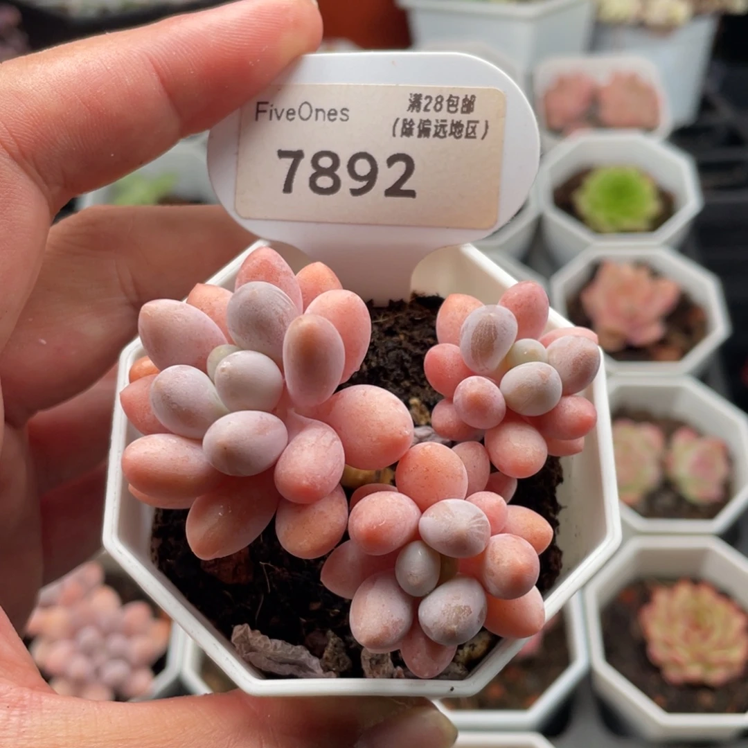 粉色恋人7892-6.5厘米