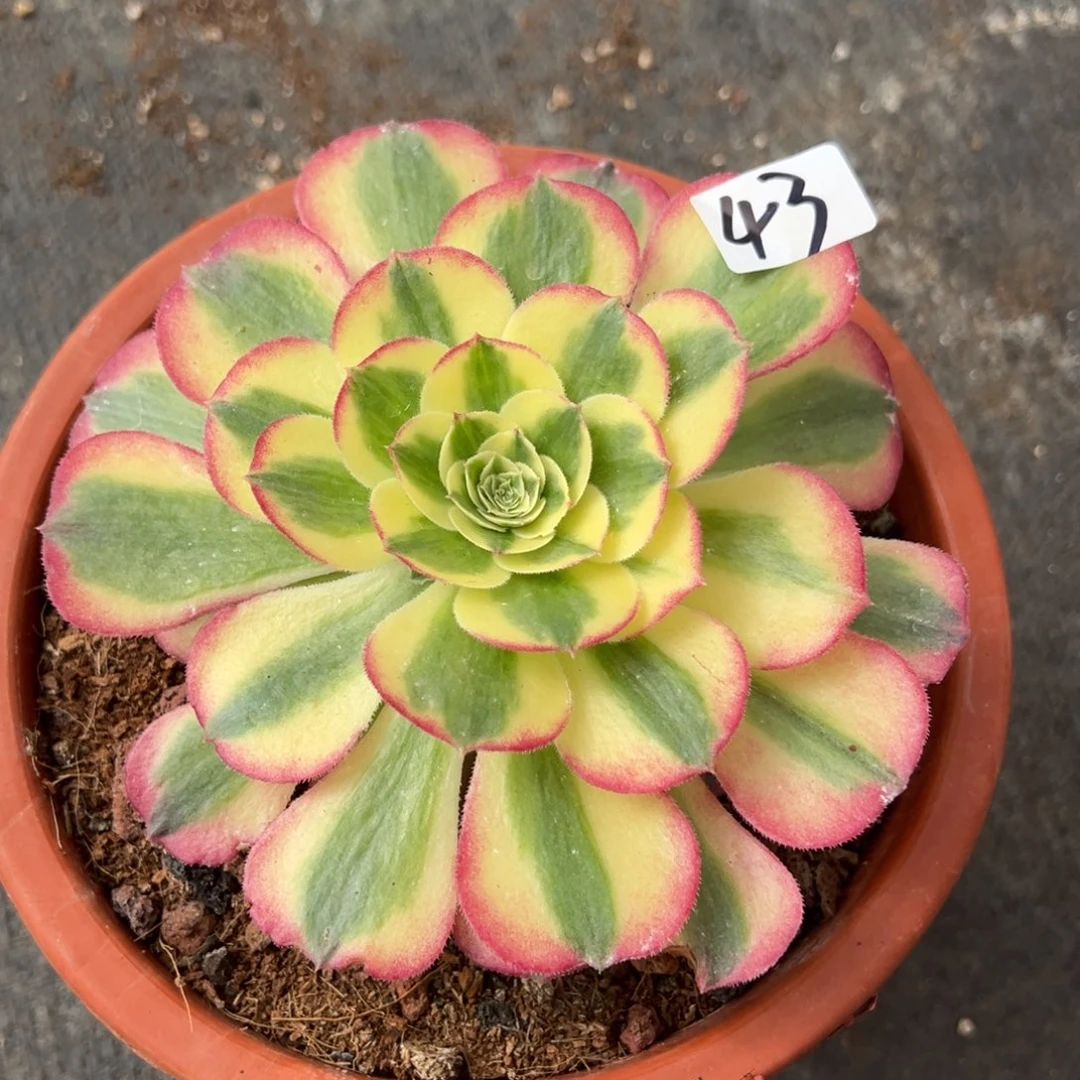 丹***43胭脂水粉多肉椅子