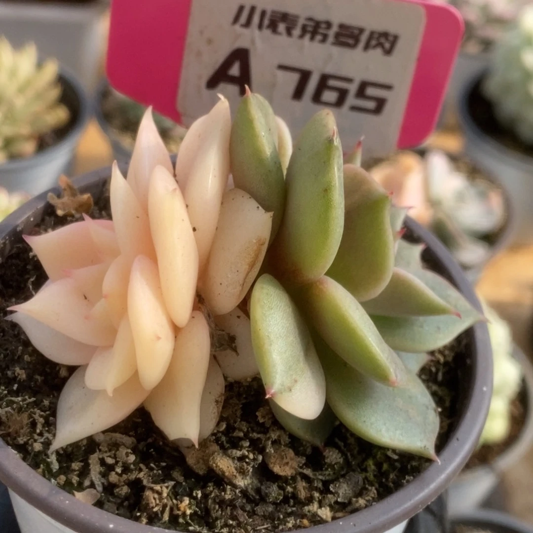 765贝加尔湖锦锦锦锦