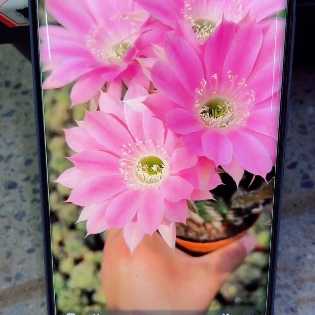 下129金刚9 歪无根侧芽4公分左右20包邮