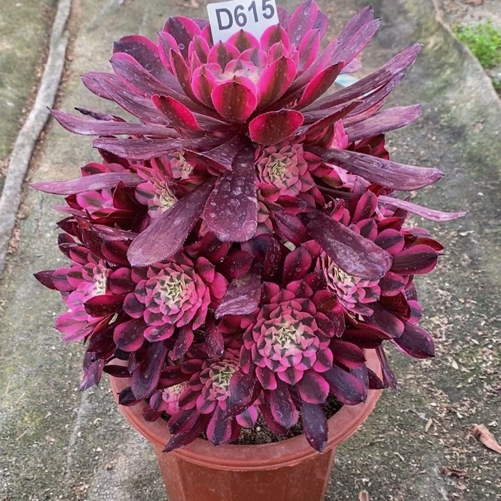 红铜白多肉植物615