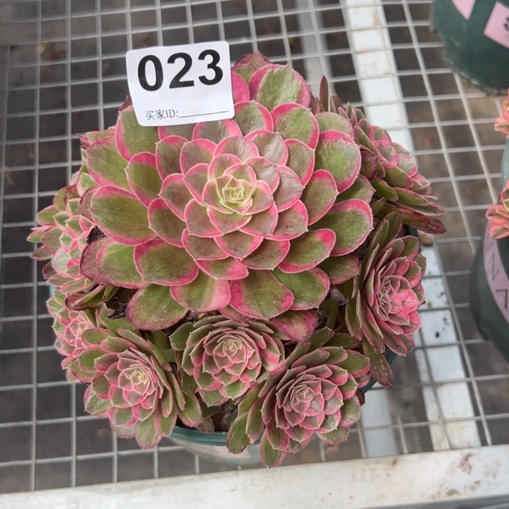 023孔雀翎15厘米左右
