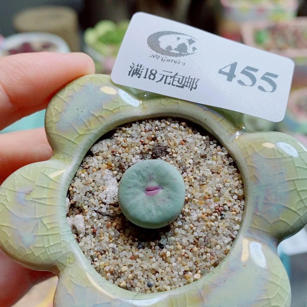 生石花花花花开了455