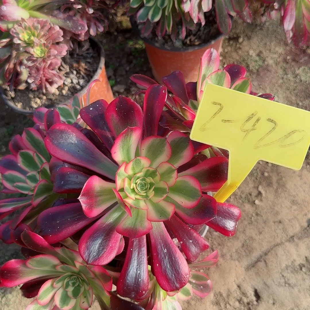 我**家2-420--多头多肉植物