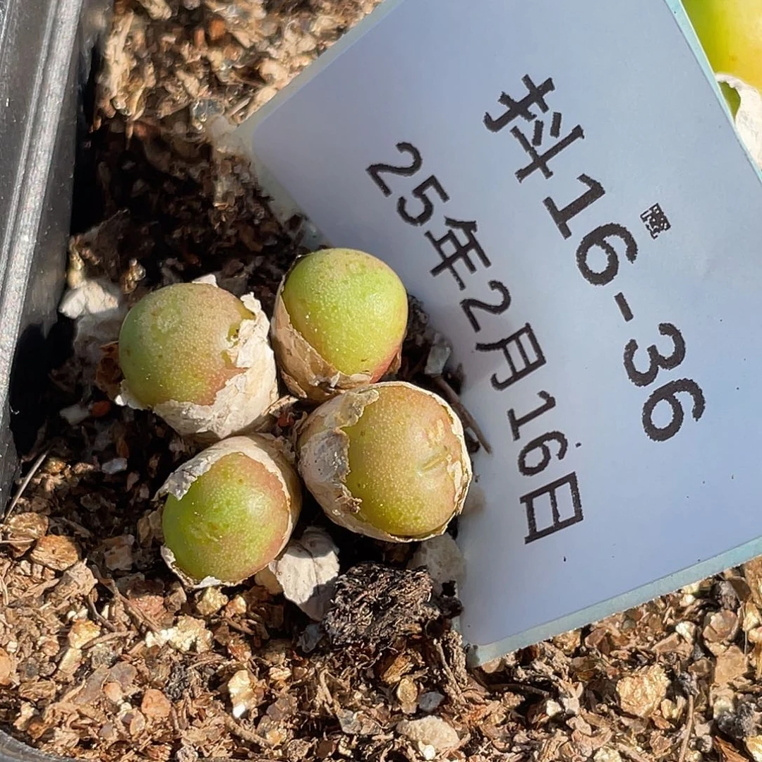 16-36皮姆多肉植物