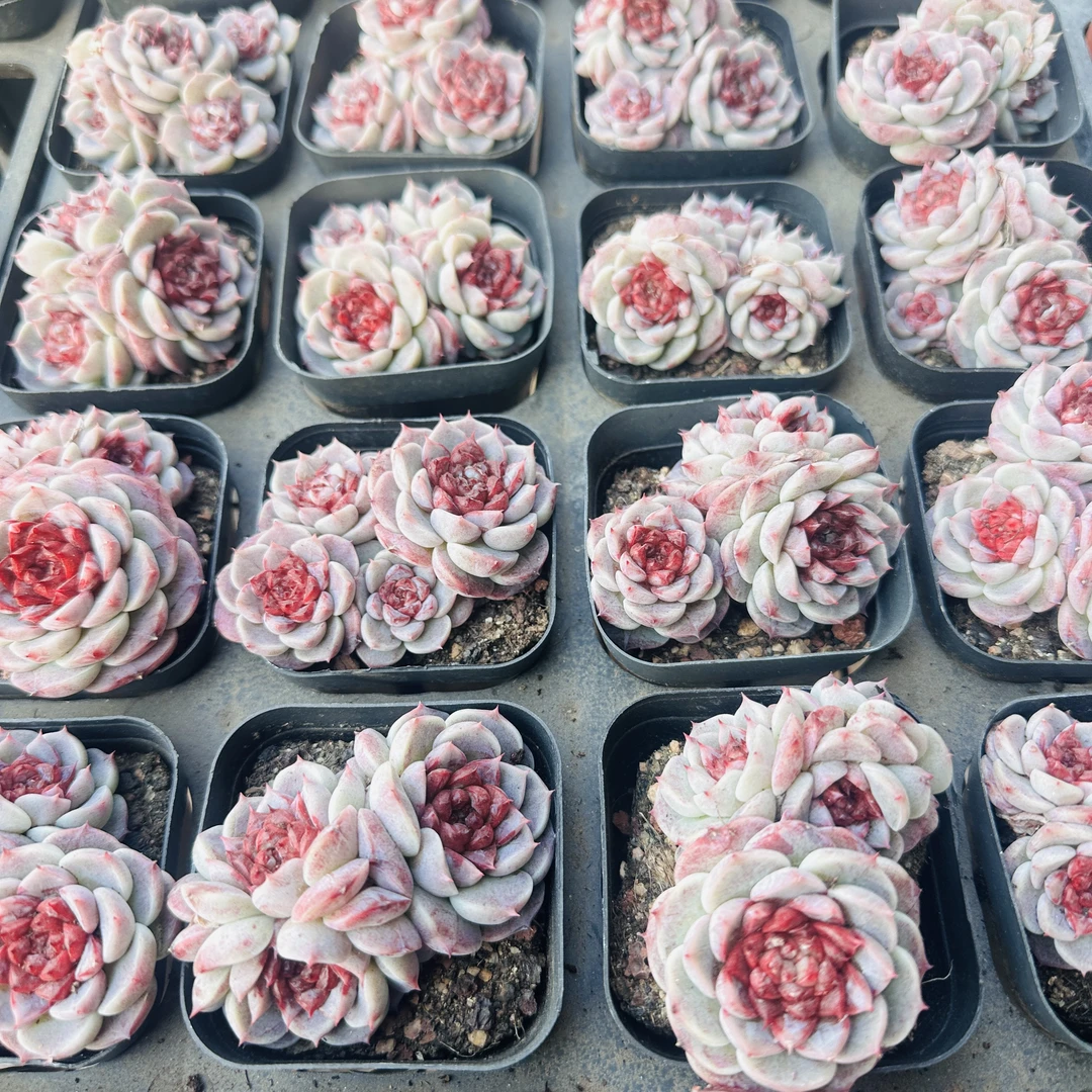 六五盆蓝丝绒群 一棵（以直播间展示为准）