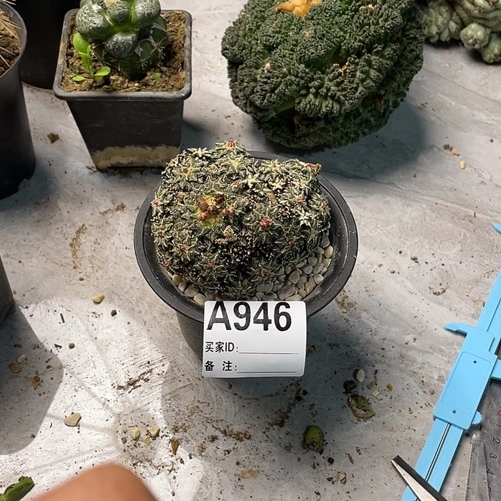 完全开放946姬牡丹一个