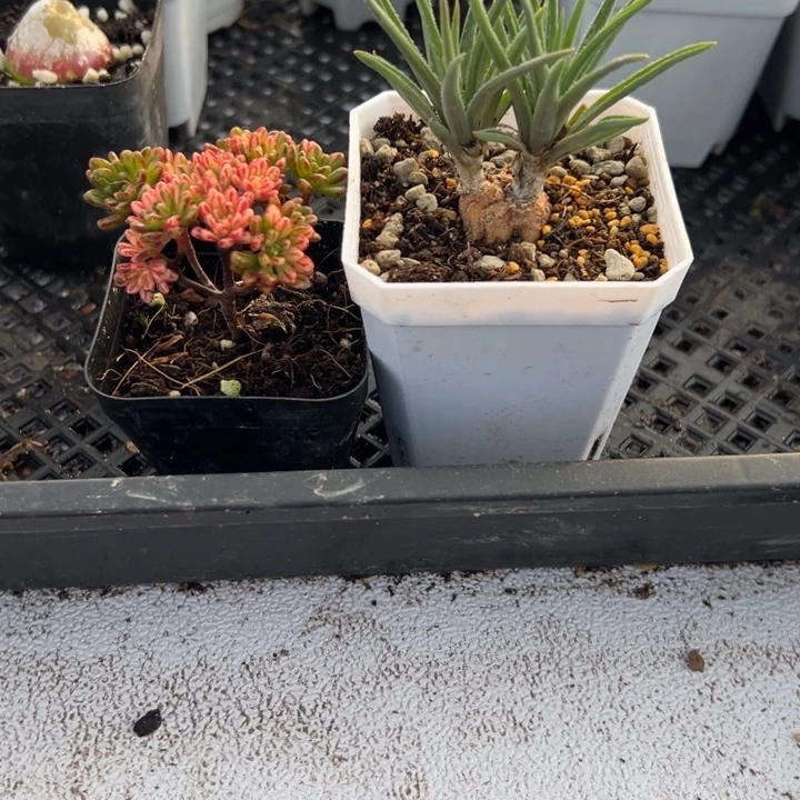 小人祭➕块根寿，一物一拍带盆