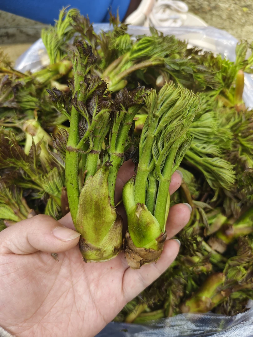 刺嫩芽 刺老芽 东北山野菜
