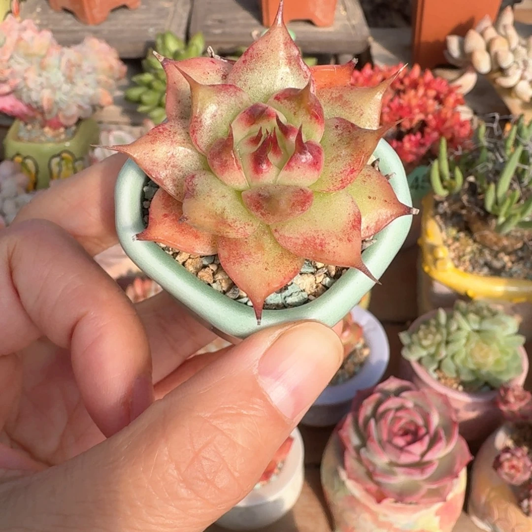 托斯卡 多肉含盆土 一物一拍