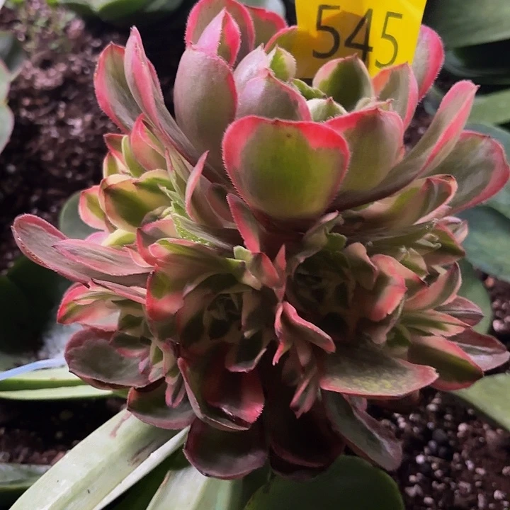 多肉植物福利545个
